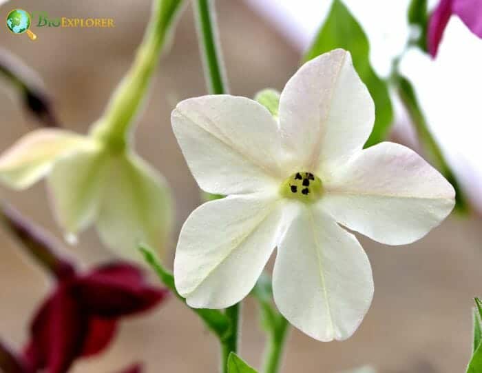 White Nicotiana Flower