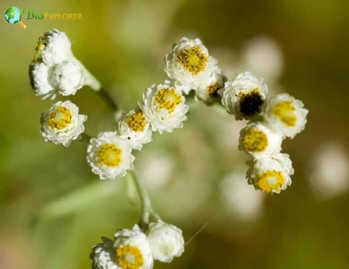 White Pearly Everlasting Flowers