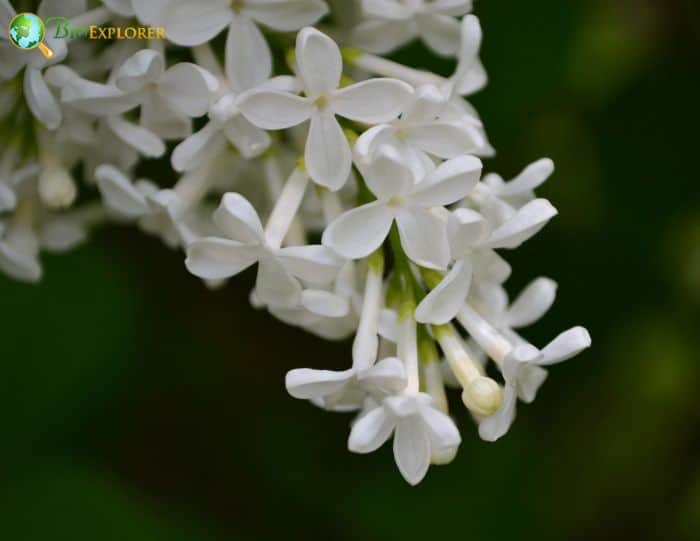 White Syringa Flowers