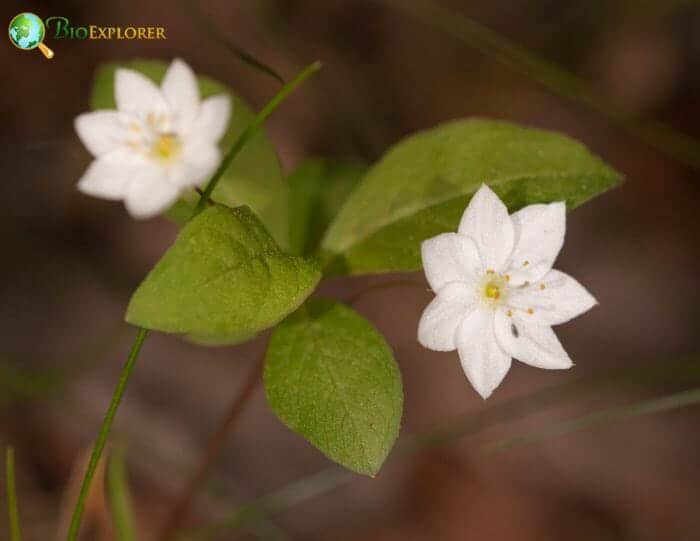 White Trientalis Flowers