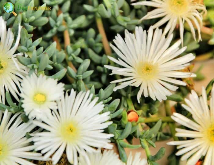 White Ice Plant Flowers