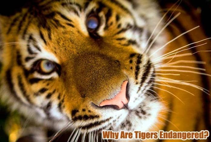 Why Are Tigers Endangered