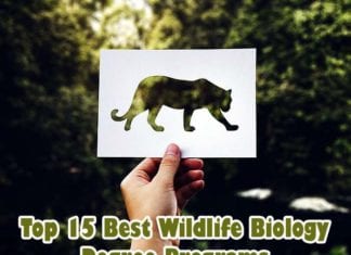 Wildlife Biology Degree Programs
