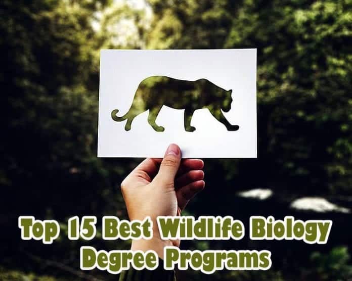 Top 15 Wildlife Biology Degree Programs In The USA Biology Explorer