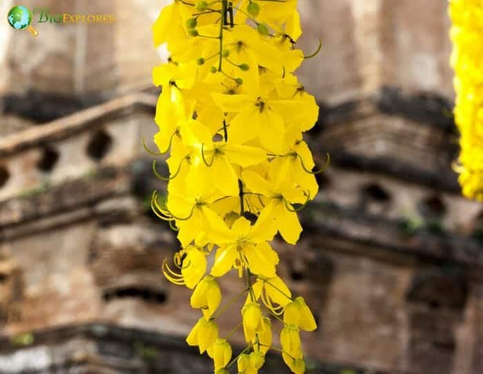 Yellow Laburnum Flowers