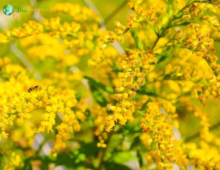 Yellow Solidago Flowers