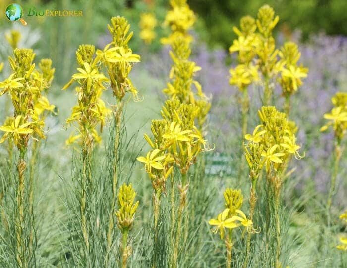 Yellow King's Spear Flowers