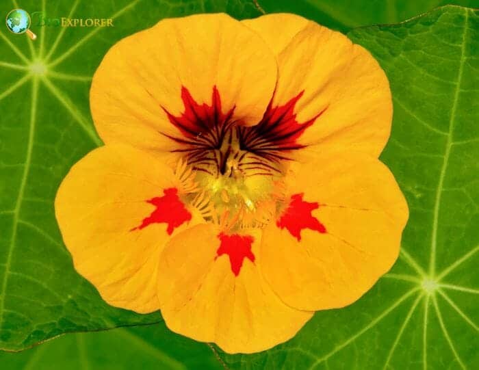 Yellow Nasturtiums Flower