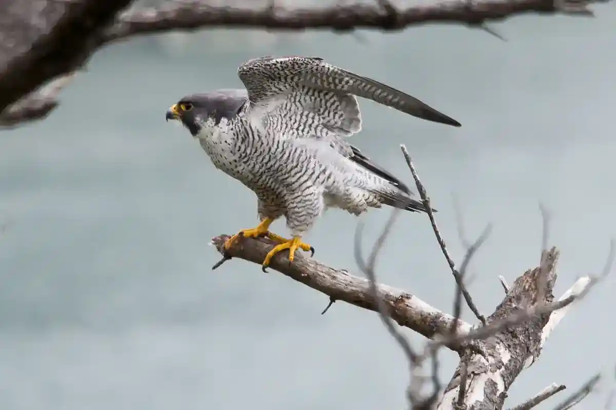 Peregrine Falcon Adult peregrine falcon perched on a bare branch with wings half raised, in profile