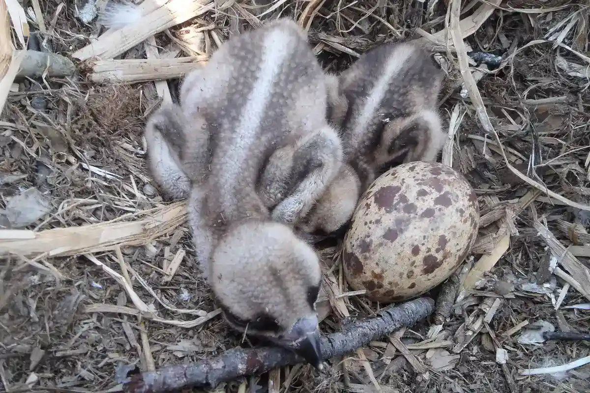 Osprey Nestlings With an Unhatched Egg Two downy osprey chicks in a stick nest beside a single speckled unhatched egg