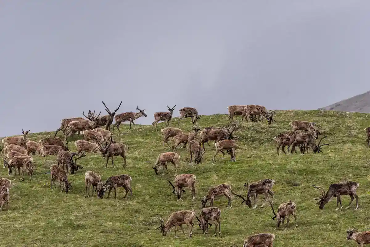 Caribou Herd in the Arctic National Wildlife Refuge A herd of about forty caribou grazing on a green tundra hillside in the Arctic National Wildlife Refuge