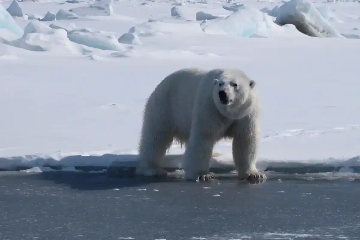 Polar Bear on Sea Ice Adult polar bear standing at the edge of pack ice with open water in the foreground