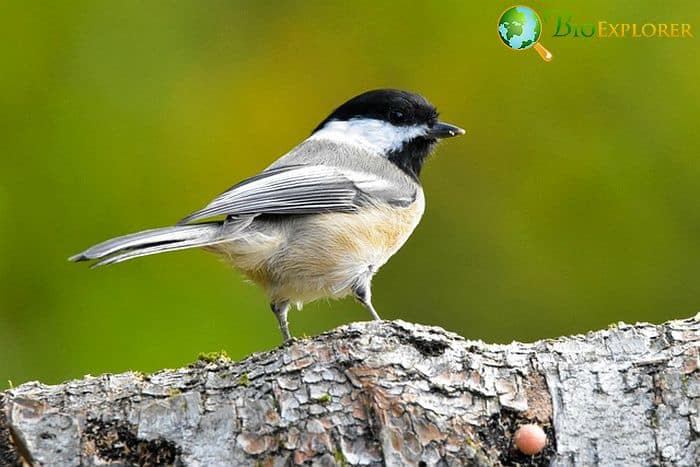 Black-capped Chickadees