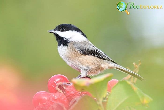 Black Capped Chickadees