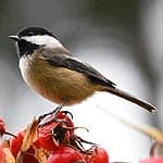 Black Capped Chickadees In Massachusetts