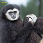 Abbott's Gray Gibbon