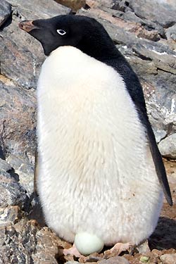 Adelie Penguin