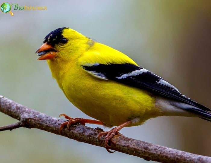 American Goldfinch