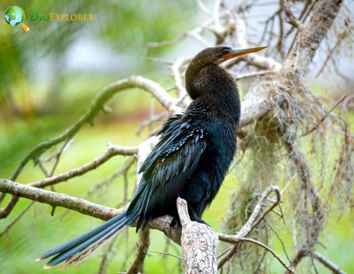 Anhinga Physical Characteristics