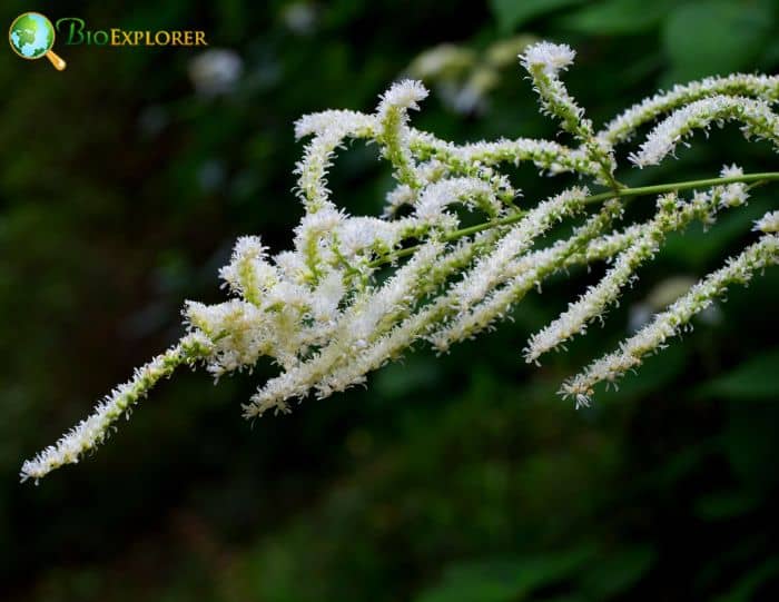 Astilbe thunbergii