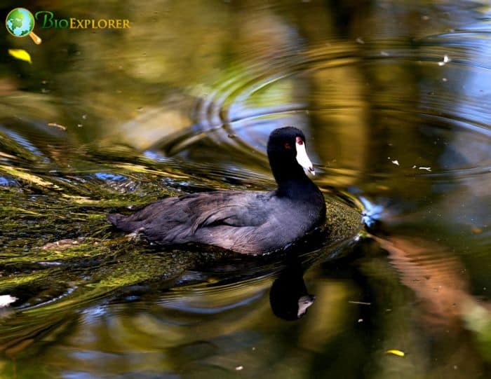 Black Scoter Physical Characteristics