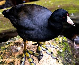 Black Scoter