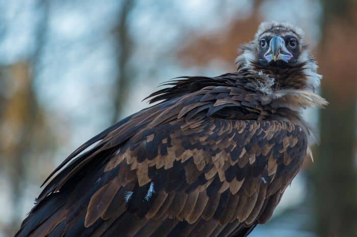 Black Vulture Physical Characteristics