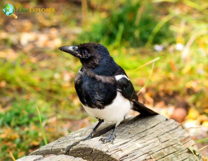 Black-billed Magpie Physical Characteristics