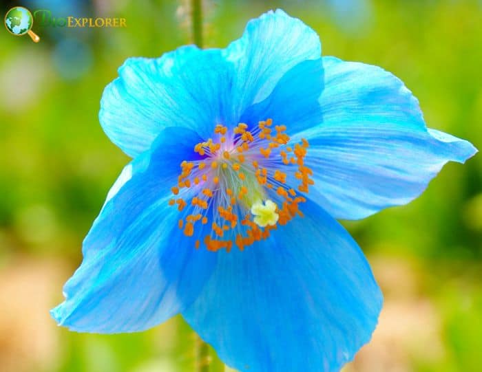 Blue Himalayan Poppy