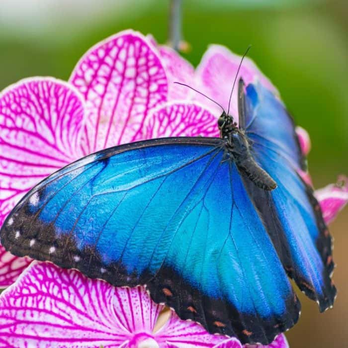 Blue Morpho