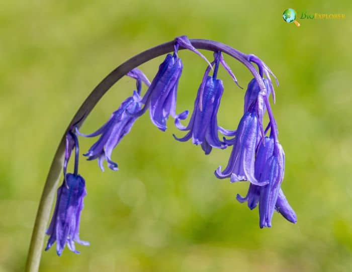 Bluebell Taxonomy and Nomenclature