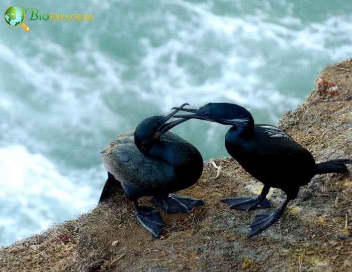 Brandt's Cormorant Physical Characteristics