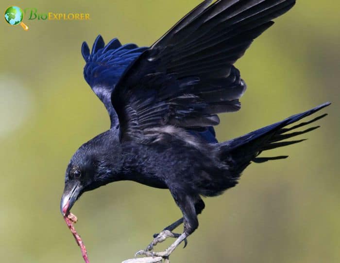 Carrion Crow Physical Characteristics