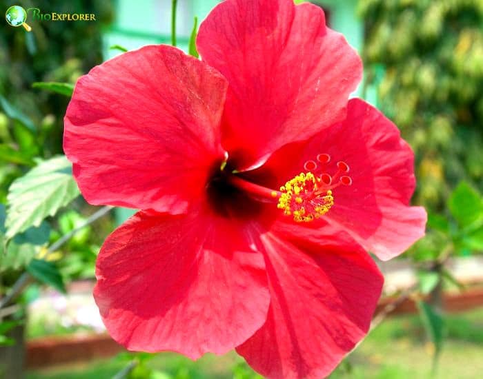 Chinese Hibiscus (Hibiscus Rosa Sinensis)