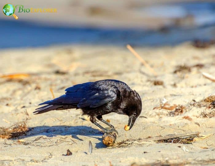 1 Corvus Brachyrhynchos