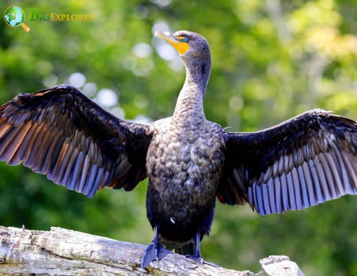 Double-crested Cormorant Physical Characteristics