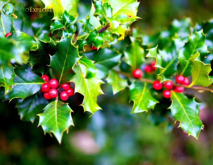 European Holly (Ilex Aquifolium)