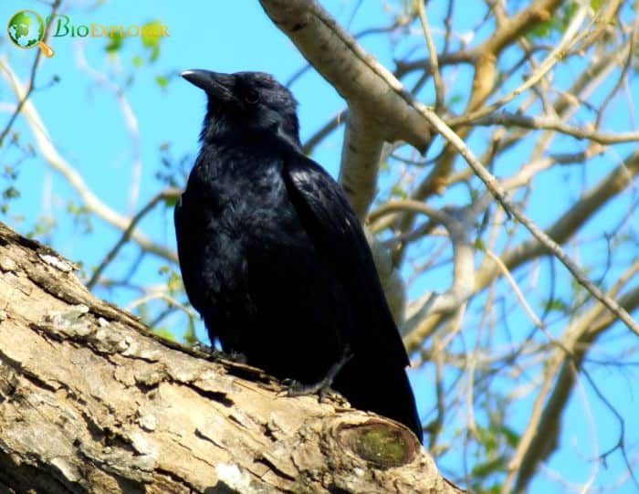 Fish Crow Physical Characteristics