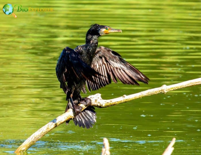 Great Cormorant Physical Characteristics