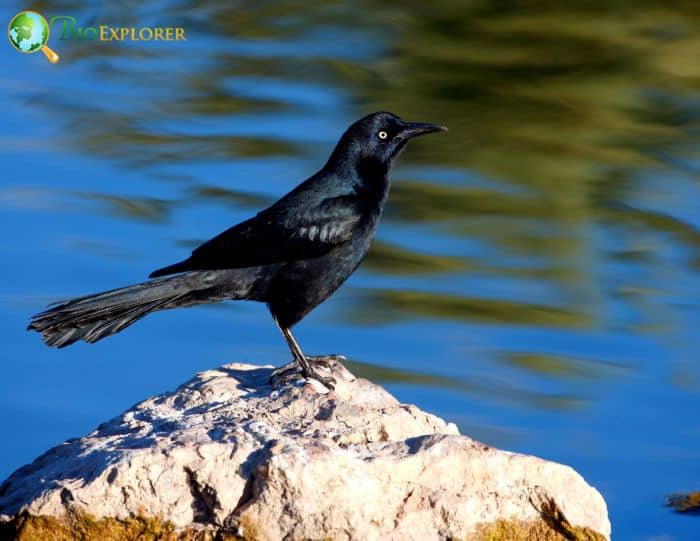 Great Tailed Grackle Physical Characteristics