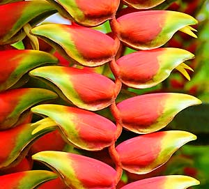 Heliconia