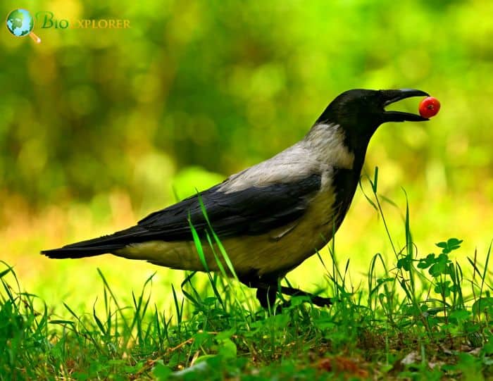 Hooded Crow Physical Characteristics