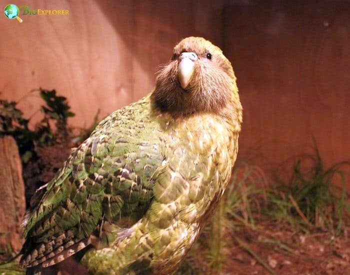 Kakapo