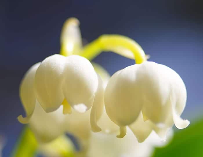 Lily Of The Valley