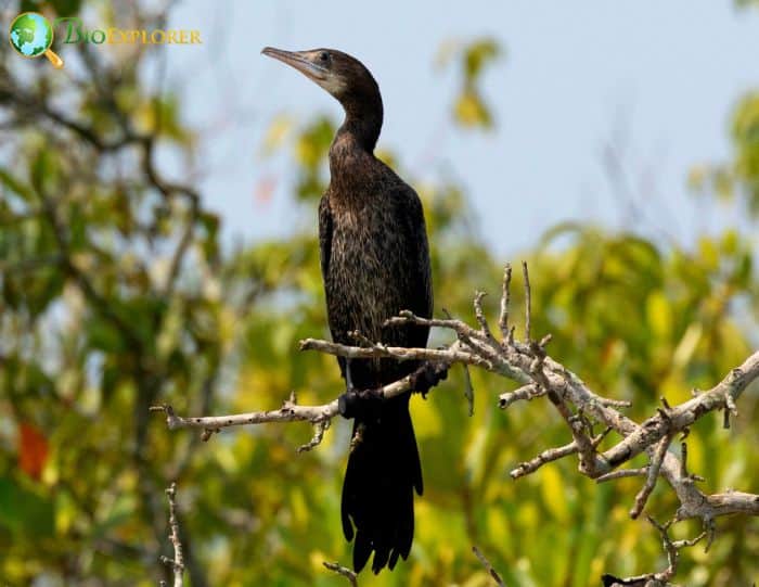 Little Cormorant Physical Characteristics