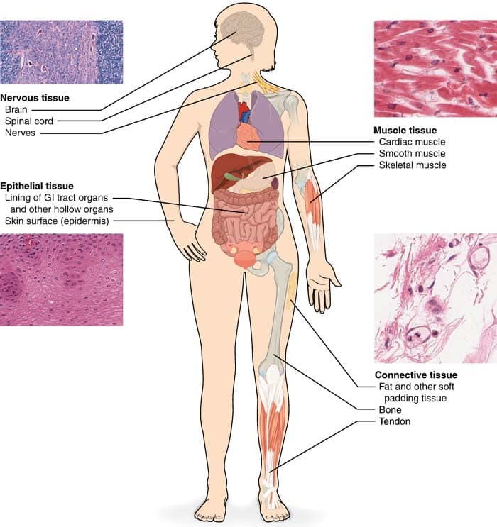 Mammalian Tissues