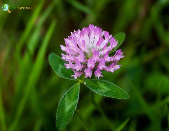 Medicago Sativa Flower