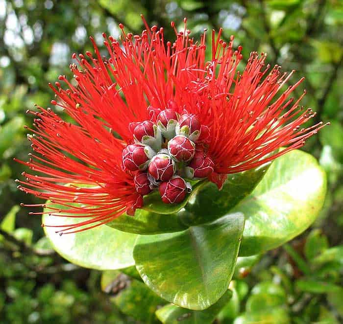 Metrosideros polymorpha (Hawaiian Flowers)