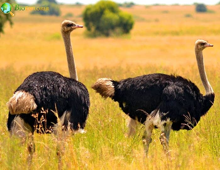 Ostritch