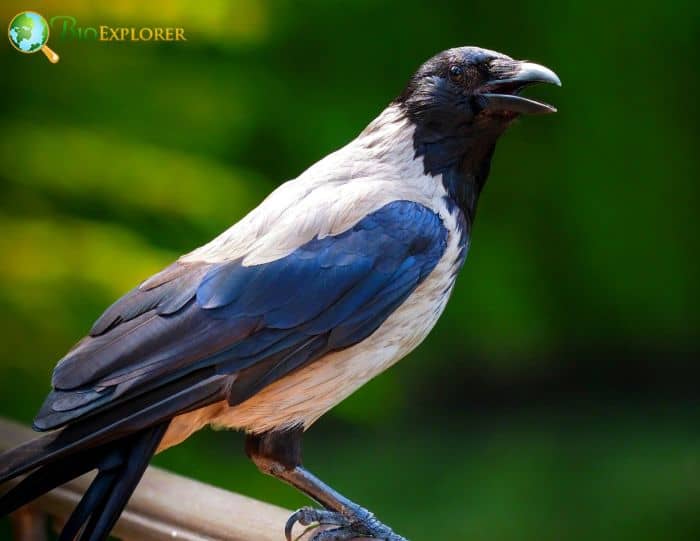 Pied Crow Physical Characteristics